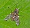 Phaonia sp.